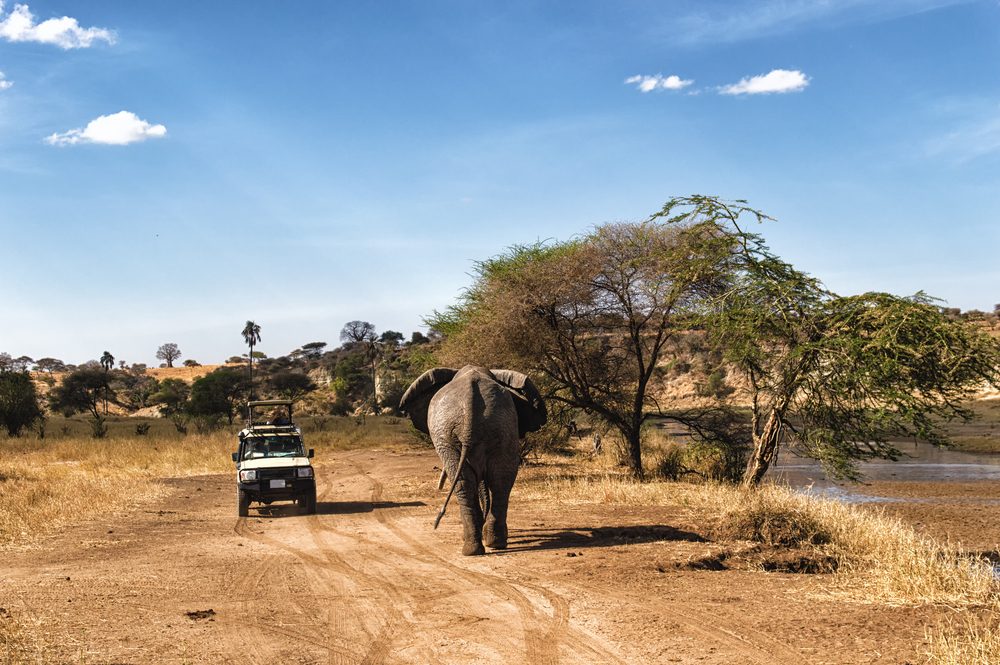 Serengeti National Park elephant with vehicle